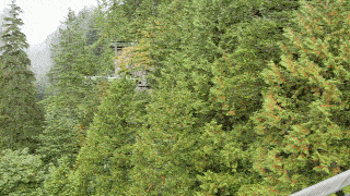 View from Capilano Suspension Bridge