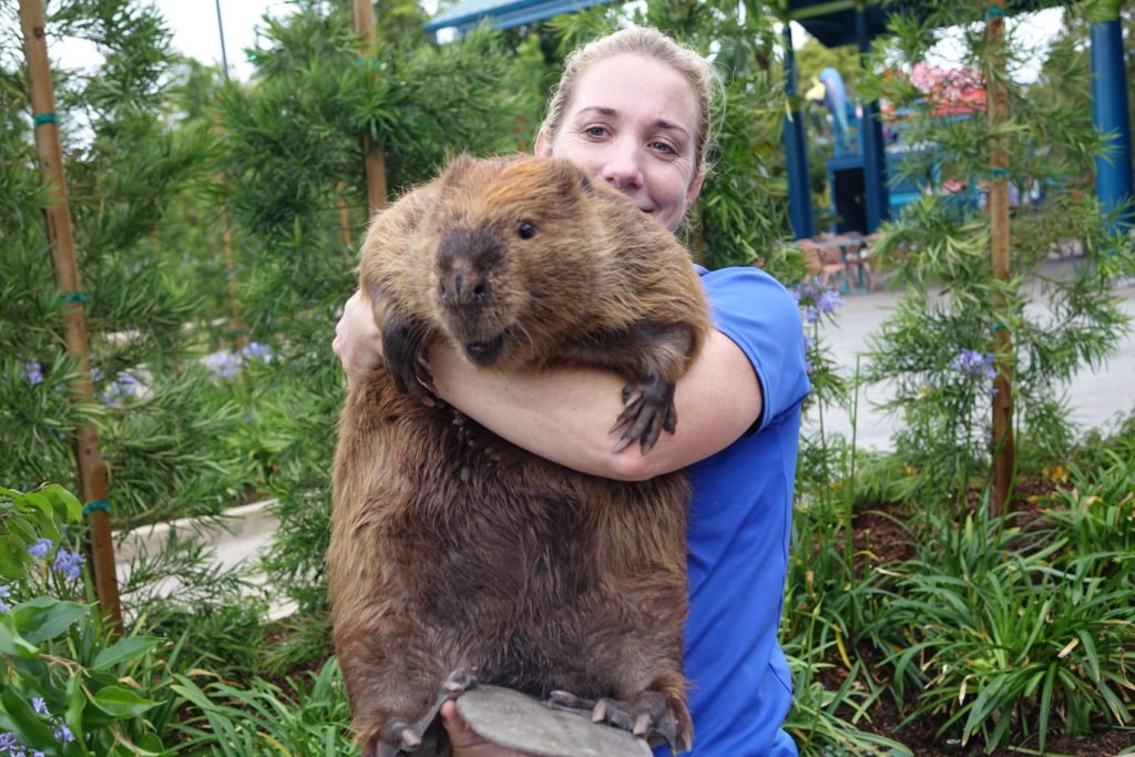 SeaWorld San Diego Beaver