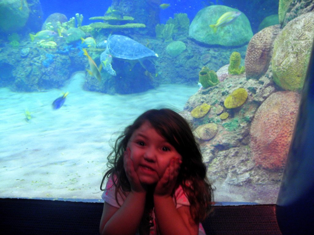 SeaWorld San Diego Fish Tank