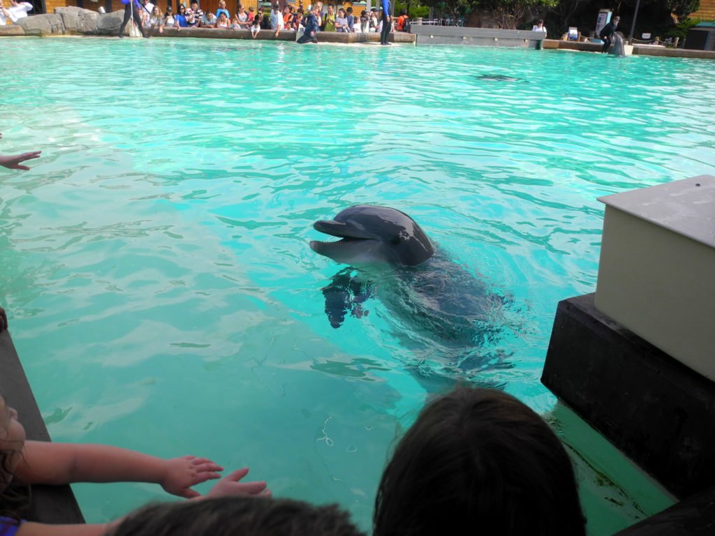 Dolphin Show SeaWorld San Diego