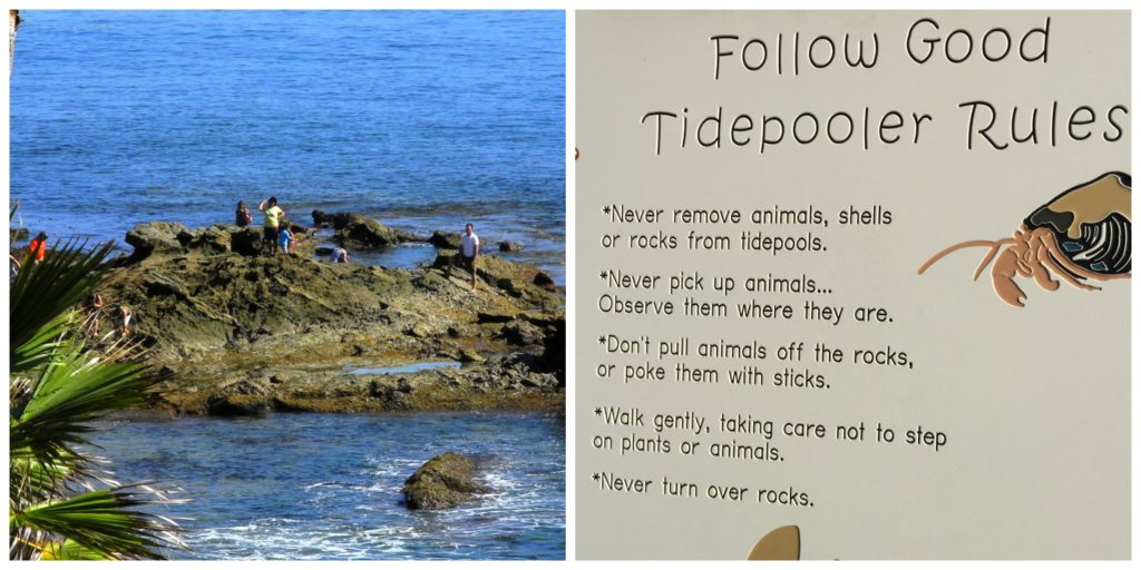 Laguna Beach tidepool