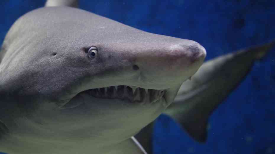 shark reef an affordable family activities las vegas