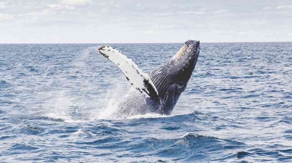 Newport whale watching