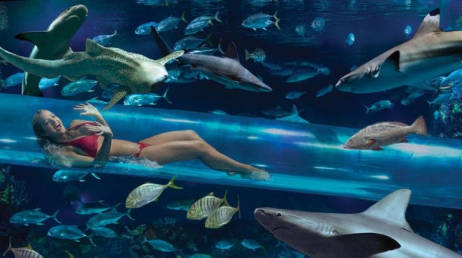 Waterslide through shark tank at Golden Nugget