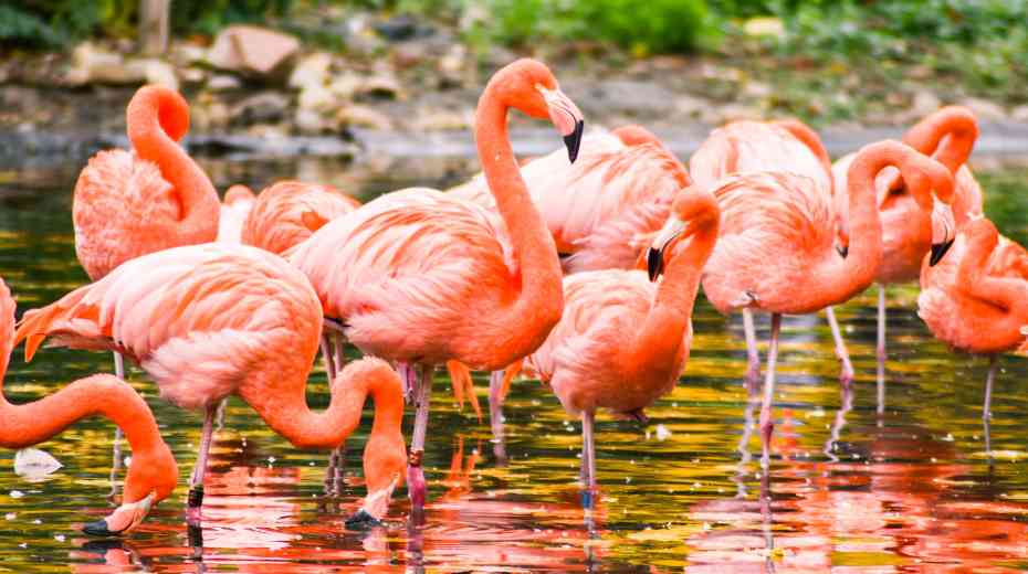 free flamingo wildlife habitat in Las Vegas