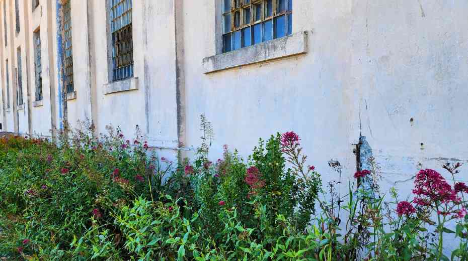 The gardens at Alcatraz