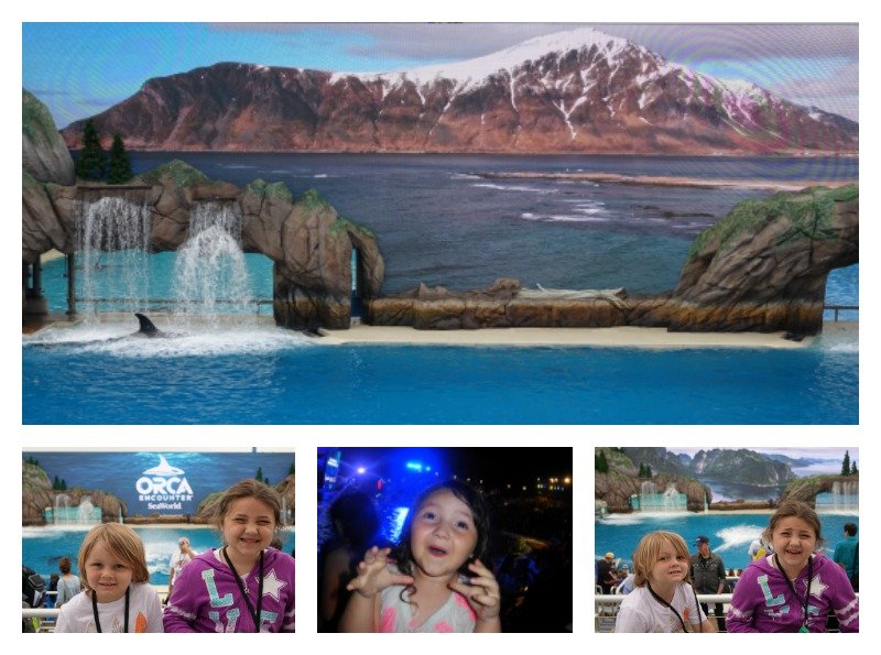 Orca Encounter Show SeaWorld San Diego