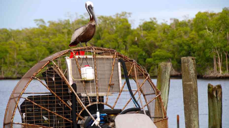 pelicans on everglades airboat