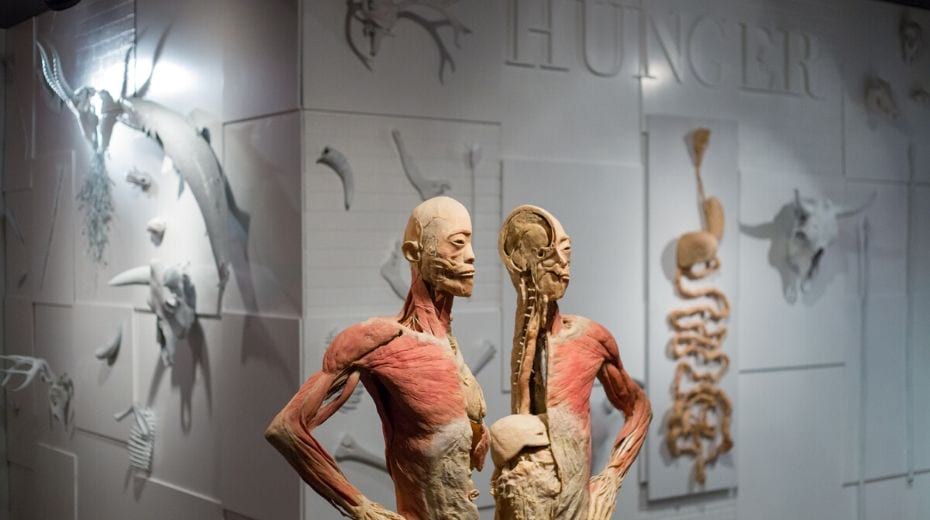 Real Bodies Museum Las Vegas
